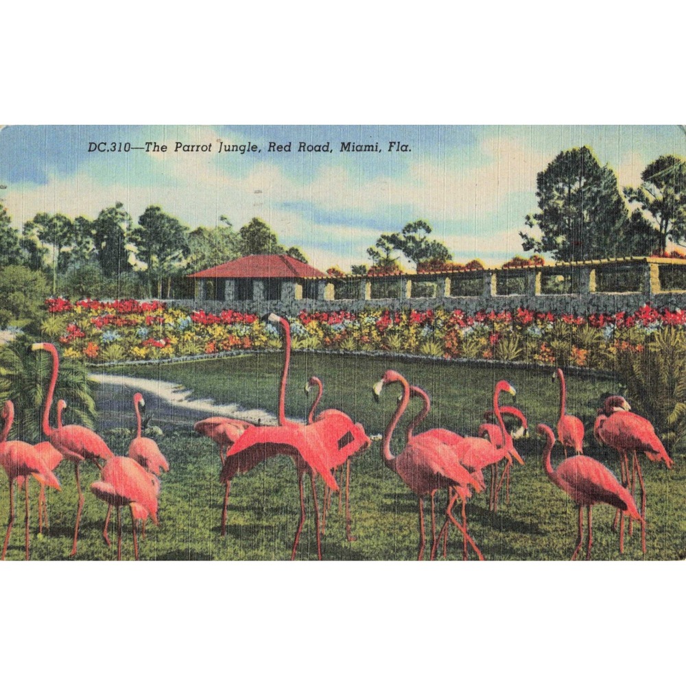 Vtg The Parrot Jungle Red Road Miami Florida Flamingos Linen Postcard DC.310 - Picture 1 of 2